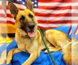 German Shepherd Dog Dogs for adoption in Long Beach, CA, USA