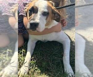 American Pit Bull Terrier-Saint Bernard Mix Dogs for adoption in Newton, NC, USA