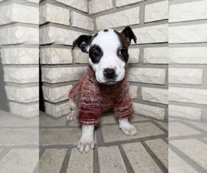 American Staffordshire Terrier-Jack Russell Terrier Mix Dogs for adoption in St. Louis Park, MN, USA