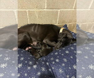 Great Dane-Labrador Retriever Mix Dogs for adoption in Bullard, TX, USA