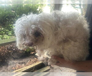 Poodle (Miniature) Dogs for adoption in Houston, TX, USA