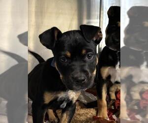 German Shepherd Dog-Unknown Mix Dogs for adoption in Bakersfield, CA, USA