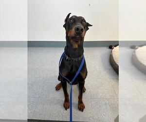 Doberman Pinscher Dogs for adoption in Big Bear City, CA, USA