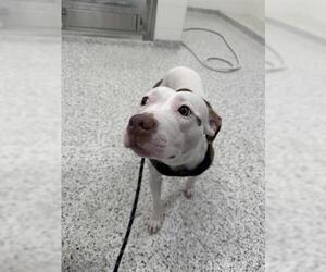 American Pit Bull Terrier Dogs for adoption in Canfield, OH, USA