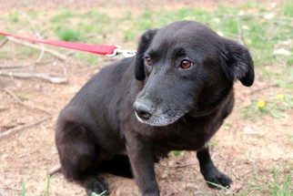 Labrador Retriever Dogs for adoption in Raleigh, NC, USA