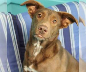 Borador Dogs for adoption in Guthrie, OK, USA