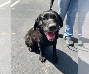 Mutt Dogs for adoption in Pierceton , IN, USA