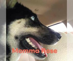 Alaskan Husky Dogs for adoption in Pandora, TX, USA