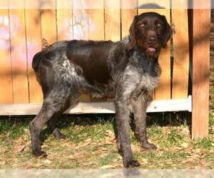 German Wirehaired Pointer Dogs for adoption in West Valley, UT, USA