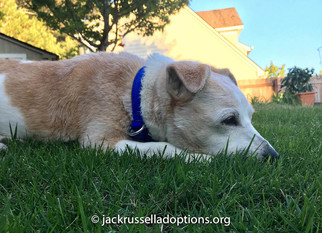 Jack-A-Bee Dogs for adoption in Decatur, GA, USA