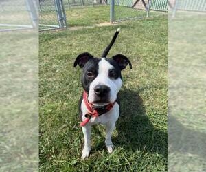 American Pit Bull Terrier-Unknown Mix Dogs for adoption in Louisville, KY, USA
