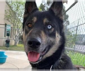German Shepherd Dog-Siberian Husky Mix Dogs for adoption in Martinez, CA, USA