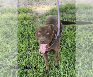 Labrador Retriever-Unknown Mix Dogs for adoption in Boston, MA, USA
