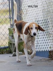 Mutt Dogs for adoption in Oxford, NC, USA