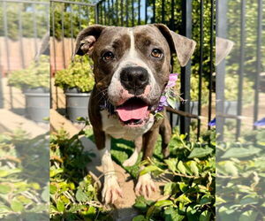 Bullboxer Pit Dogs for adoption in Redlands, CA, USA
