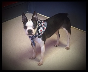 Boston Terrier Dogs for adoption in Raleigh, NC, USA