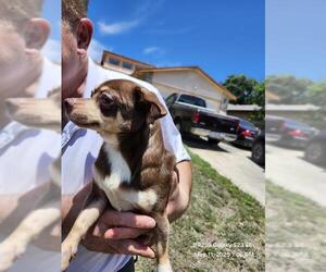 Chihuahua Dogs for adoption in San Antonio, TX, USA