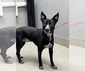 Border Collie-Unknown Mix Dogs for adoption in Las Vegas, NV, USA