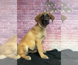 Anatolian Shepherd-Saint Bernard Mix Dogs for adoption in Lakewood, CO, USA