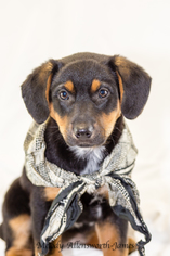 Medium Photo #1 German Shepherd Dog-Unknown Mix Puppy For Sale in north little rock, AR, USA