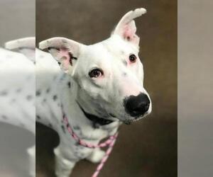 Dalmatian-Unknown Mix Dogs for adoption in Chico, CA, USA
