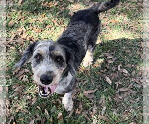 Bernese Mountain Dog-Poodle (Miniature) Mix Dogs for adoption in Valrico, FL, USA