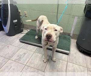 American Staffordshire Terrier-Unknown Mix Dogs for adoption in Grand Prairie, TX, USA