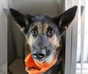 German Shepherd Dog-Unknown Mix Dogs for adoption in San Antonio, TX, USA