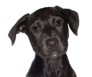 Labrador Retriever Dogs for adoption in Oakland Park, FL, USA
