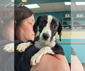 Dachshund-Unknown Mix Dogs for adoption in Oakhurst, NJ, USA