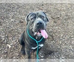 Mastiff Dogs for adoption in Orange, CA, USA