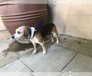 Beagle Dogs for adoption in pomona, CA, USA