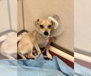 Chihuahua Dogs for adoption in Sacramento, CA, USA