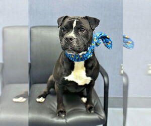 Boxer-Unknown Mix Dogs for adoption in Hilton Head, SC, USA