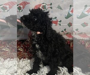 Poodle (Toy) Dogs for adoption in HOPKINSVILLE/PRINCETON, KY, NH, USA