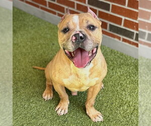American Pit Bull Terrier Dogs for adoption in Edmond, OK, USA