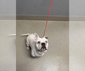 French Bulldog-Unknown Mix Dogs for adoption in Las Vegas, NV, USA