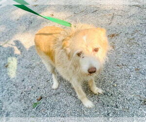 Mutt Dogs for adoption in Westwood, NJ, USA