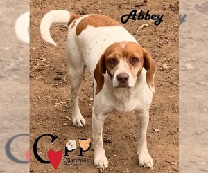 Beagle-Brittany Mix Dogs for adoption in Thorndale, TX, USA