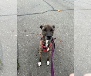 American Pit Bull Terrier-Labrador Retriever Mix Dogs for adoption in Chico, CA, USA