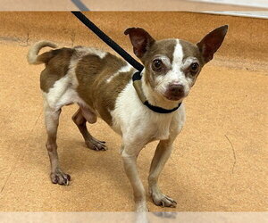 Chihuahua Dogs for adoption in Martinez, CA, USA