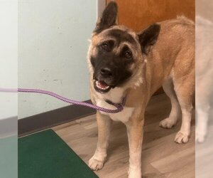 Akita Dogs for adoption in St Louis, MO, USA