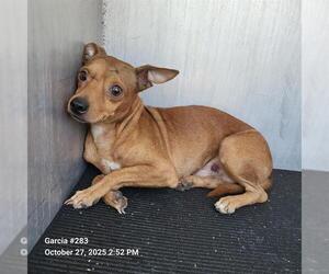 Chihuahua-Unknown Mix Dogs for adoption in San Antonio, TX, USA