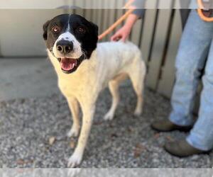 Border Collie-Unknown Mix Dogs for adoption in Santa Rosa, CA, USA