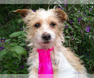 Dachshund-Unknown Mix Dogs for adoption in San Diego, CA, USA