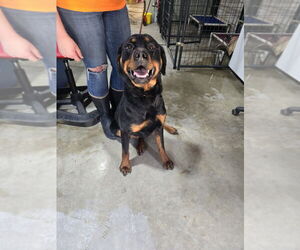 Rottweiler Dogs for adoption in Foristell, MO, USA