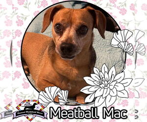 Dachshund Dogs for adoption in San Antonio, TX, USA