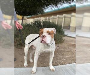 American Bulldog Dogs for adoption in Riverside, CA, USA