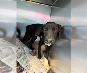 Labrador Retriever-Unknown Mix Dogs for adoption in San Antonio, TX, USA