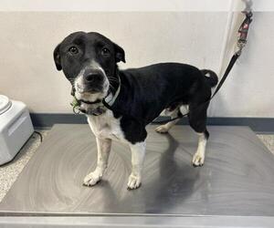 American Pit Bull Terrier-Dachshund Mix Dogs for adoption in Visalia, CA, USA